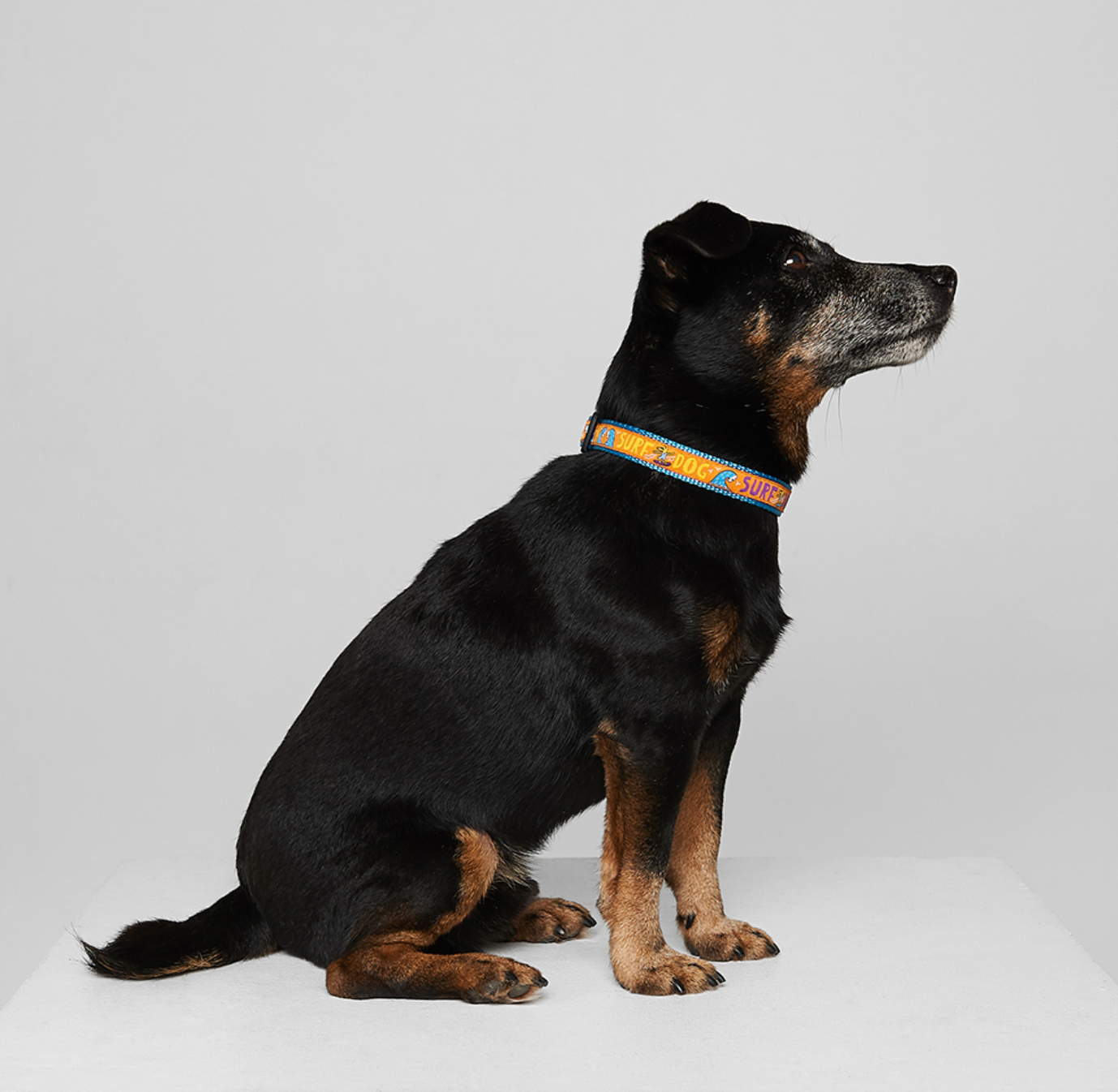 Dog Lock Collar