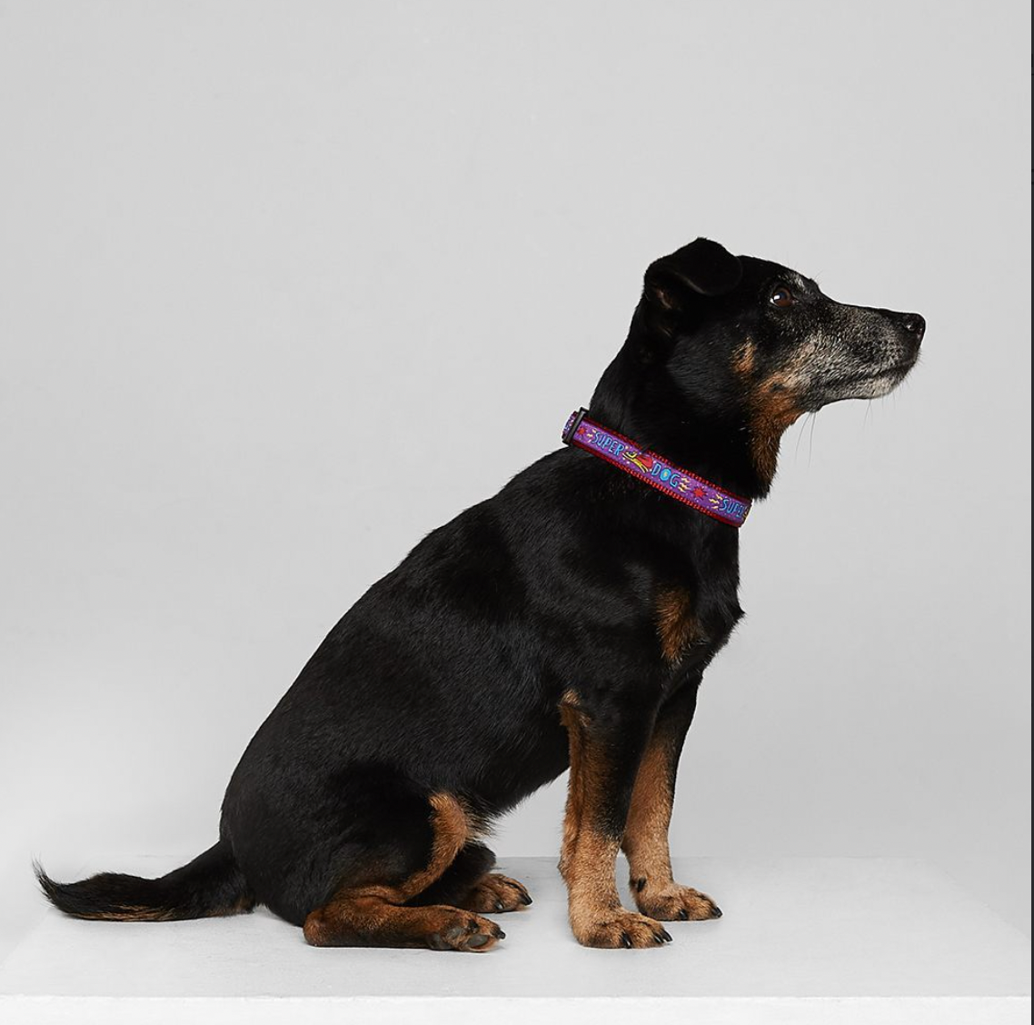 Super Dog Collar