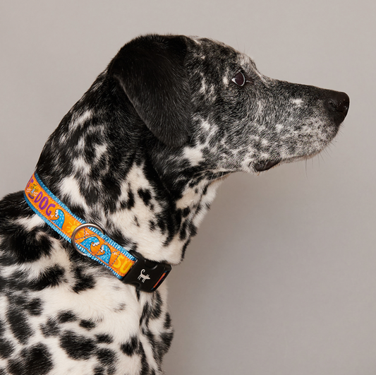 Dog Lock Collar