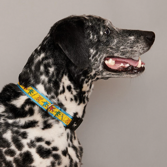 Canvas blue printed collar