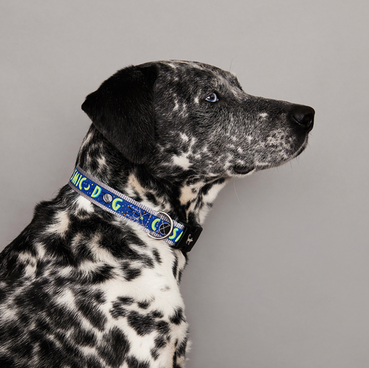 Cosmic Dog Collar