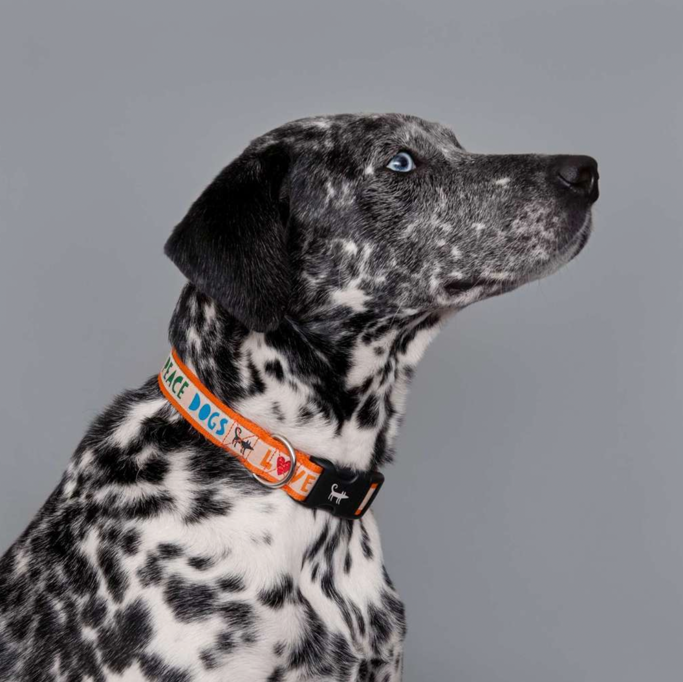 Orange  Peace Dog Collar