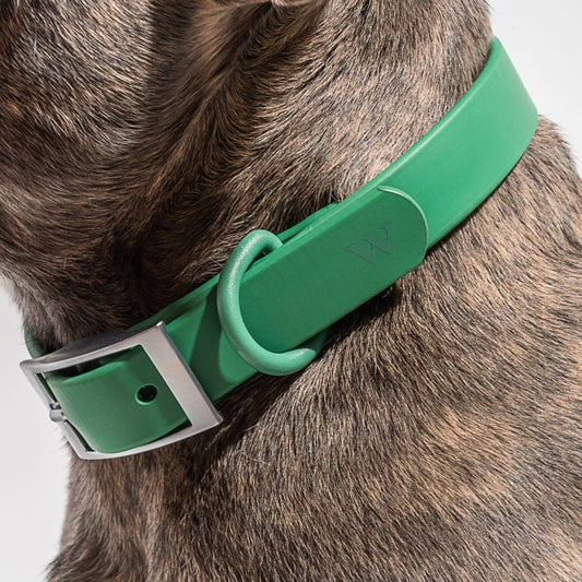 Collar Spruce